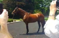 Grass advantage: American Pharoah's progeny shine on turf