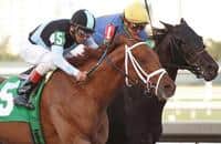 Capo Bastone is back where he belongs