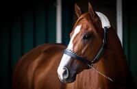 Calif. board refuses to set aside DQ of Justify at Santa Anita