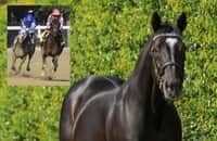 Zipse: Recent wins prove Medaglia d’Oro is a thriving sire