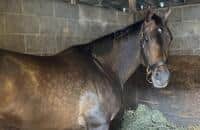 Silent Rule puts her 9-for-9 record on the line at Thistledown