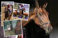 Zipse: Appreciating Thorpedo Anna while she still is racing